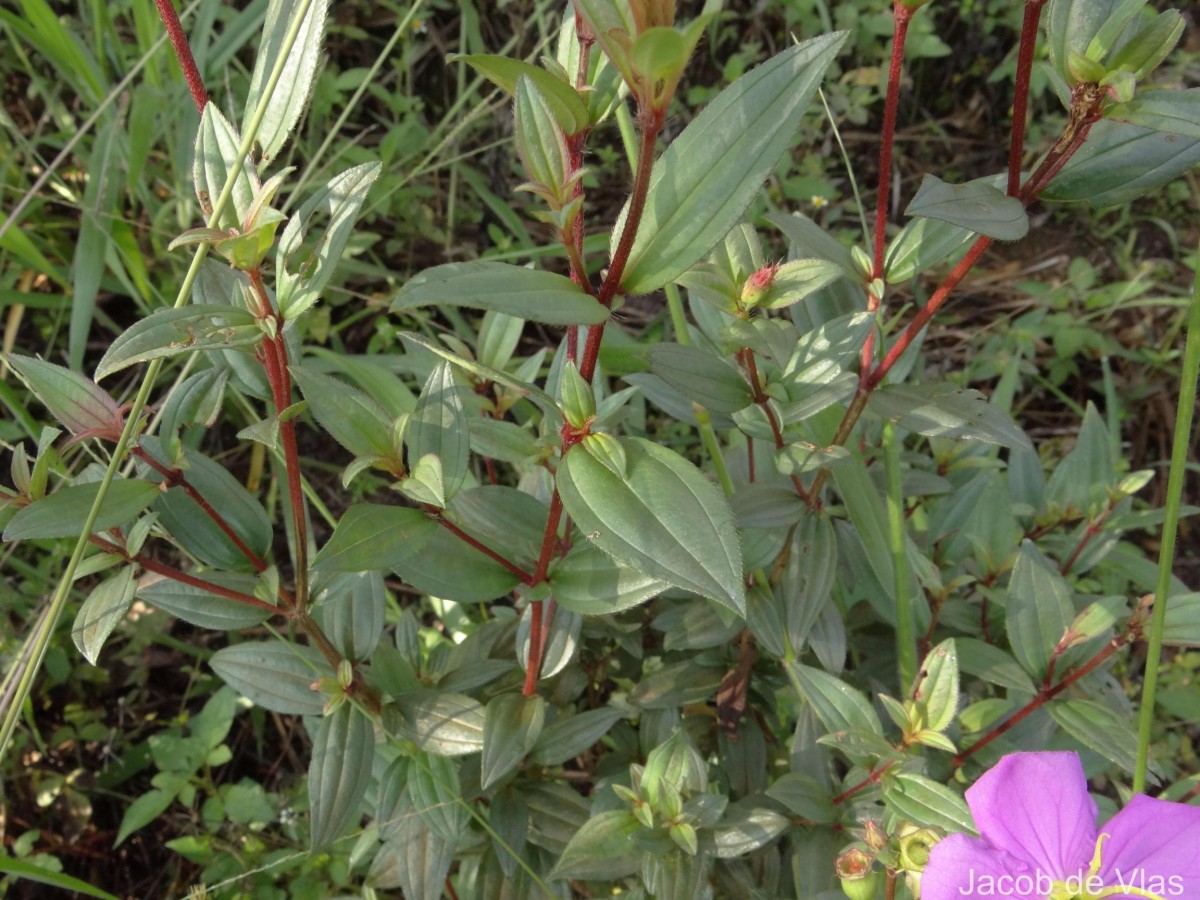 Osbeckia octandra DC.